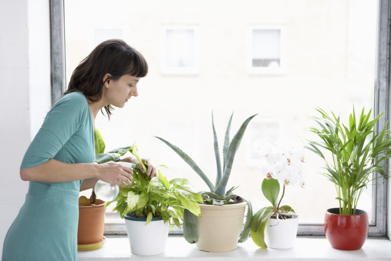 How Houseplants Reduce Energy Use