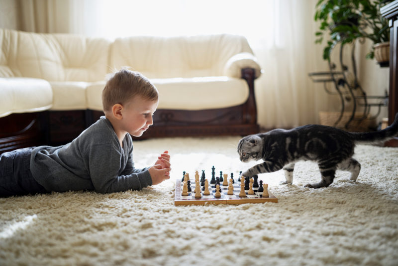 little boy plays with cat