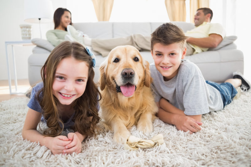 Prepare Your Home and HVAC for a New Pet